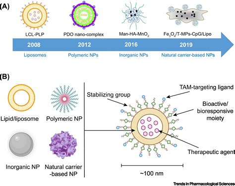 Tackling Tams For Cancer Immunotherapy Its Nano Time Trends In