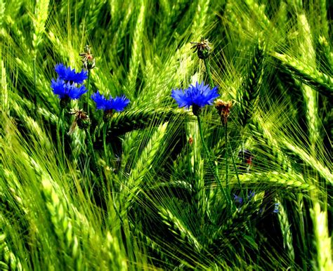 Florecimiento De Maíz Campo Azul Foto Gratis En Pixabay
