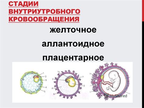 Кровообращение плода и новорожденного - online presentation