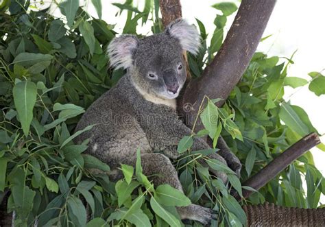 Koala on a Eucalyptus Tree. Stock Photo - Image of grey, brown: 300980386