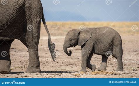 The African Bush Elephant Stock Photo Image Of Herbivore