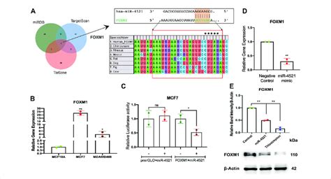 MiR 4521 Downregulates FOXM1 Expression In Breast Cancer A Target