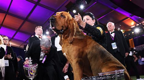 Has A Weimaraner Ever Won Best In Show At Westminster