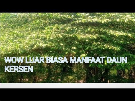 Mencari Pohon Kersen Yang Kaya Akan Manfaat DAUN Kersen Untuk