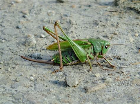 X Wallpaper Green Grasshopper Peakpx