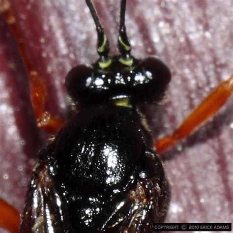 Stout Ichneumonid Pimpla Pedalis BugGuide Net