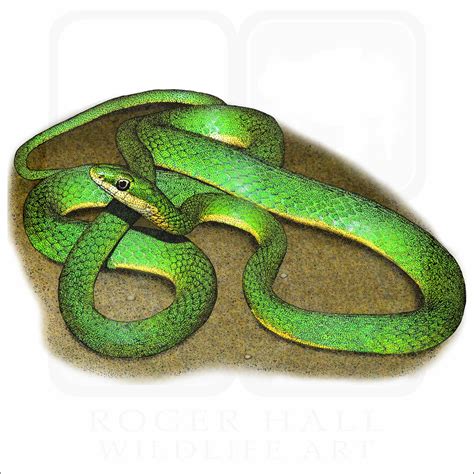 Rough Green Snake - Signed Fine Art Print