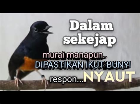 Suara Murai Batu Memancing Emosi Jadi Nyaut Bunyi Gacor Bongkar Materi