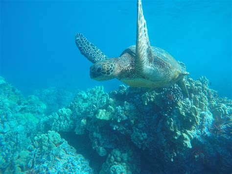 Keliis Kayak Tours Kihei Atualizado 2022 O Que Saber Antes De Ir