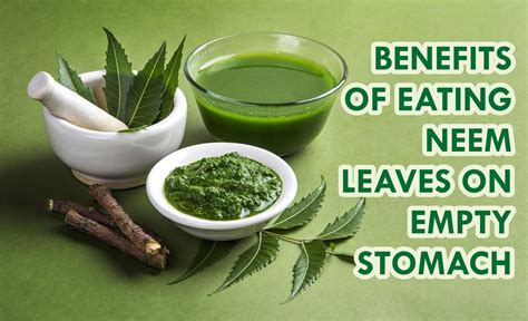 Neem Leaves Benefits Weight Loss Blog Dandk