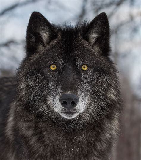 Black Wolf Portrait by © cjm_photography Beautiful Wolves, Animals ...