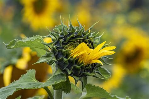 Girasol Floreciente Flor Foto Gratis En Pixabay Pixabay