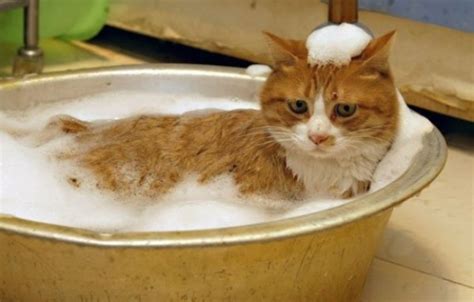 Ten Pictures Of Cats In Bubble Baths That Will Make Anyone Smile