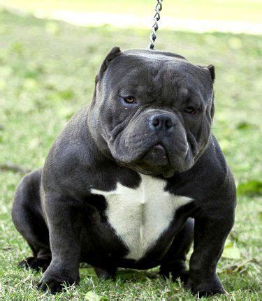 karate kid american bully