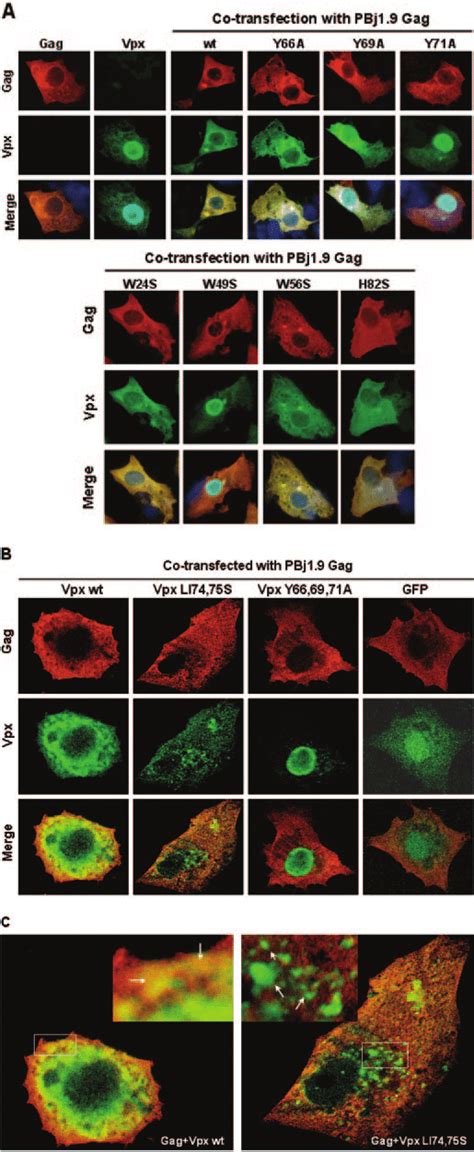 The Vpx And Gag Proteins Of Sivsmpbj19 Co Localize In The Cytoplasm