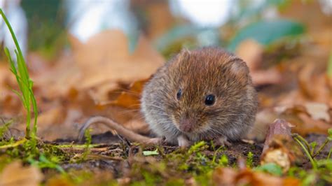 Identify Moles Voles And Gophers In Nashville