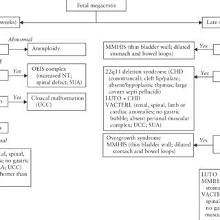 Practical Guide For Differential Diagnosis Of Fetal Megacystis Chd