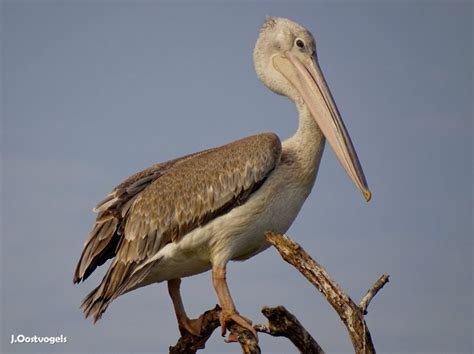 Photo Pink Backed Pelican Pelecanus Rufescens Observation Org