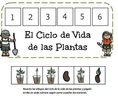 Fichas Para Aprender El Ciclo De Vida De Las Plantas