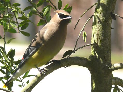 Birds: Cedar Waxwing