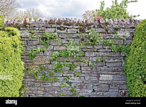 A Dry Stone Wall With Lichen Growing On It In An English Garden Stock