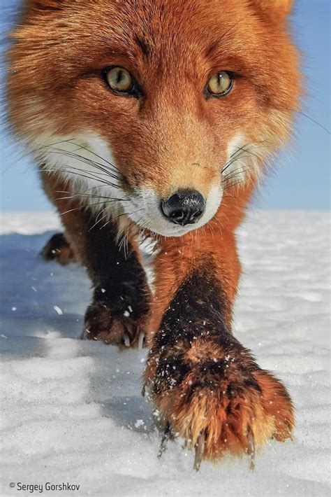 1877 best Red Fox images on Pholder | Wildlifephotography, Nature Is Fucking Lit and ...