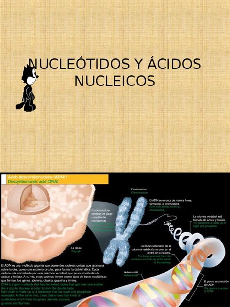 Pdf Nucle Tidos Y Acidos Nucleicos Ppt Dokumen Tips