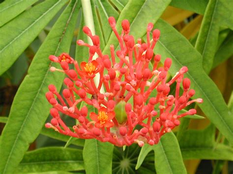 In A Costa Tropical Garden Jatropha Multifida Coral Plant