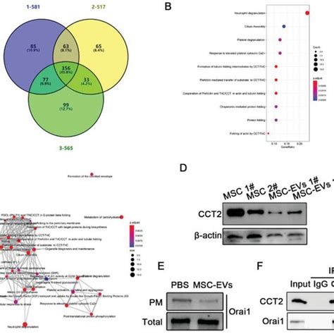 Proteins Are Identified From Uc‐msc‐evs A A Venn Diagram Shows A