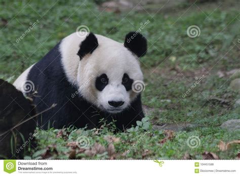 Patnida Panda Wolong Nation Nature Reserve Giant Pandas