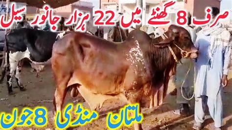 Multan Cow Mandi Fresh Video Latest Update Qurbani Season