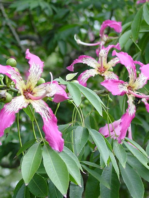 Pink Silk Floss Tree Chorisia Speciosa Urban Perennials