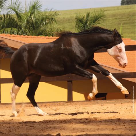 Pelagens de cavalos e suas inúmeras variações Notícias Vetnil