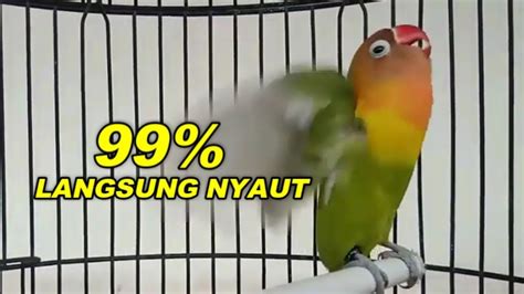 99 Ampuh Masteran Pancingan Lovebird BALIBU PAUD Ngekek Panjang YouTube