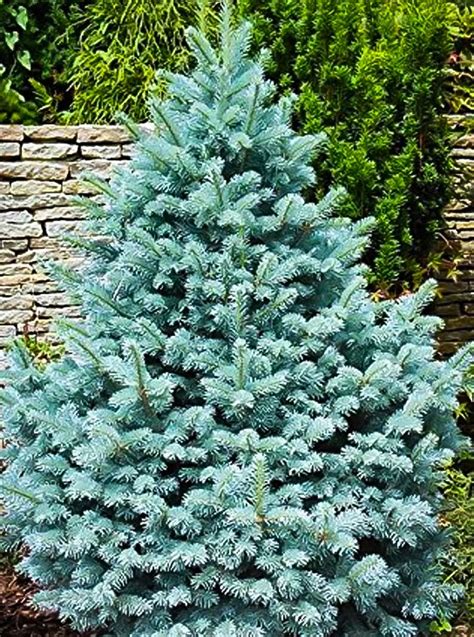 Picea Azul Vivero Los Maitenes