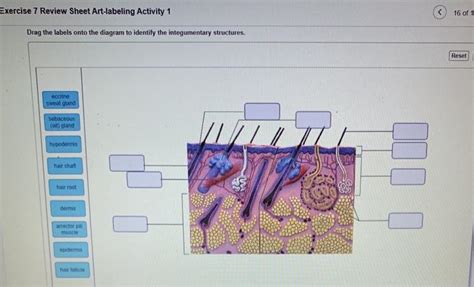 Exercise 7 Review Sheet Art Labeling Activity 1