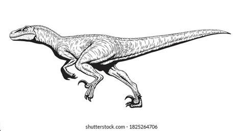 Running Velociraptor Drawing Line Art Raptor Stock Vector Royalty Free 1825264706 Shutterstock