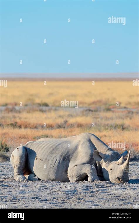 De Rinoceronte Negro Diceros Bicornis Macho Adulto Tendida En El