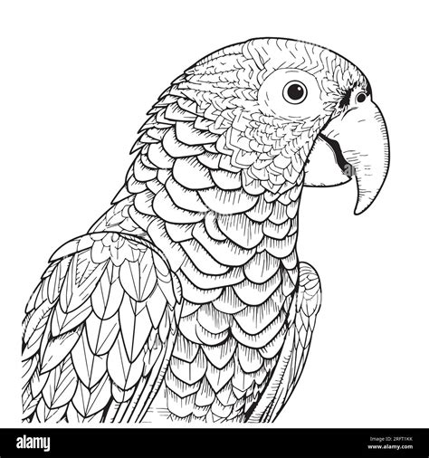 Beautiful Parrot Face Hand Drawn Sketch Bird Vector Illustration Exotic