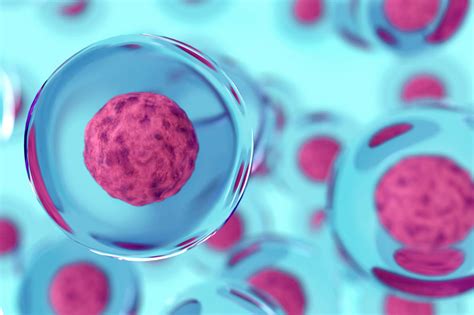 Cientistas Criam Embri O Humano Sint Tico Sem Usar Espermatozoide Nem