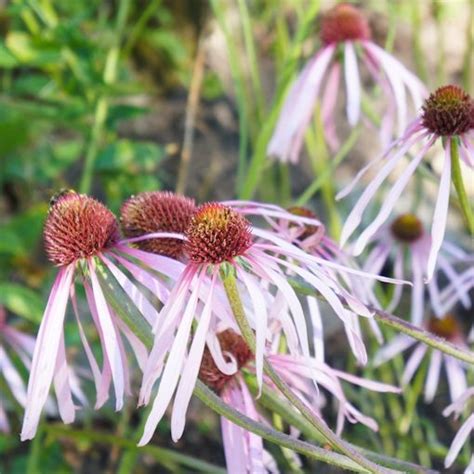 Pale Purple Coneflower Seeds For Flowers That Butterflies Love