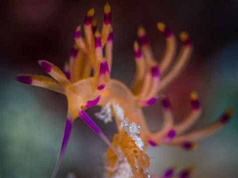 Muck Diving In Mabul Why And How