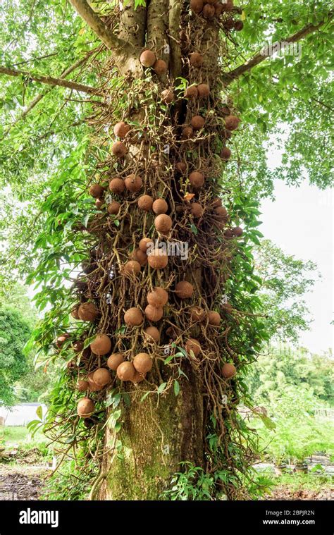 Shala tree or Sal tree (Shorea robusta) and its fruits Stock Photo - Alamy