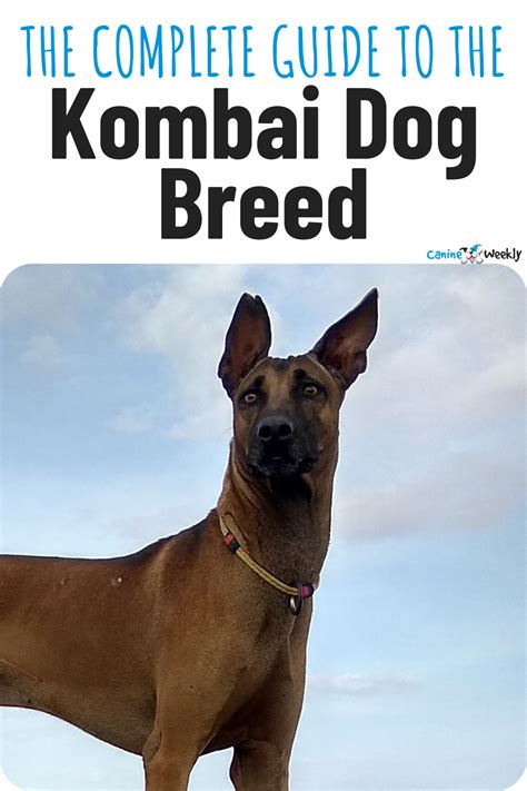 Kombai dog breed images facts and information – Artofit