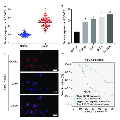 The Expression Of CCAT2 Was Upregulated In ESCC Tissues And Cells