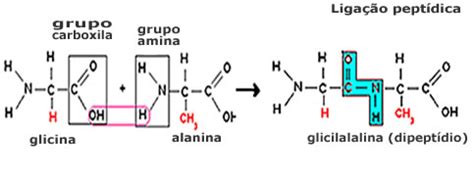 Peptídeos Ligações peptídicas e peptídeos Brasil Escola