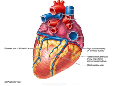 The Heart Posterior View Diagram Quizlet