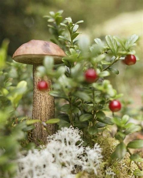 ↟↟ Alrauna ↟↟ Stuffed Mushrooms Nature Aesthetic Mushroom Fungi