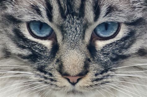 Cat Free Stock Photo - Public Domain Pictures