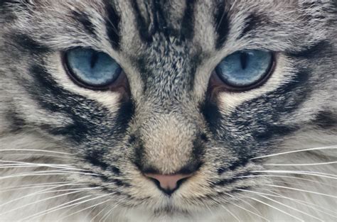 Cat Free Stock Photo Public Domain Pictures